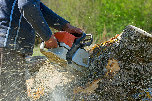 Best Residential Tree Removal  in Pegram, TN